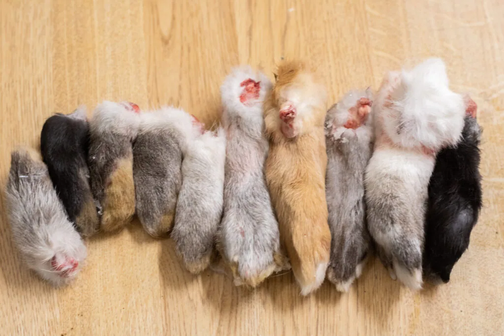 Rabbit Feet