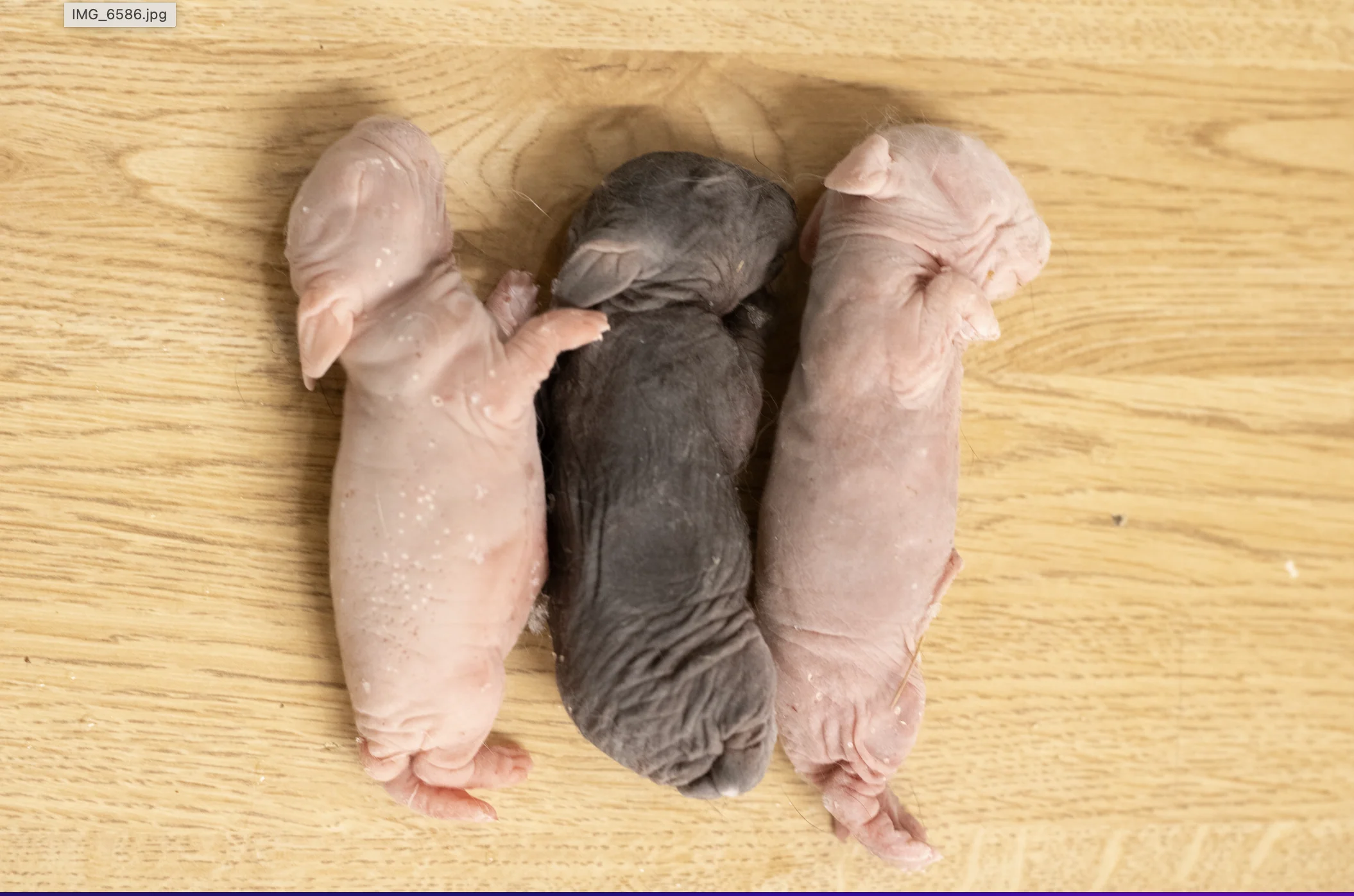 Pinkies